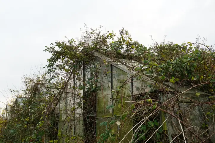 Weeds devouring a building